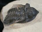 Bargain Metacanthina (Asteropyge) Trilobite - #13743-2